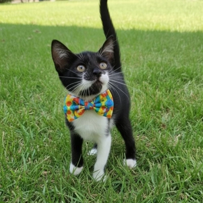 Feira de adoção de cães e gatos do Canil Municipal é realizada no Parque Campolim neste sábado (31)