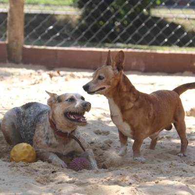 Prefeitura de Sorocaba abre inscrições para Plano Preventivo de Cremação Pet gratuito
