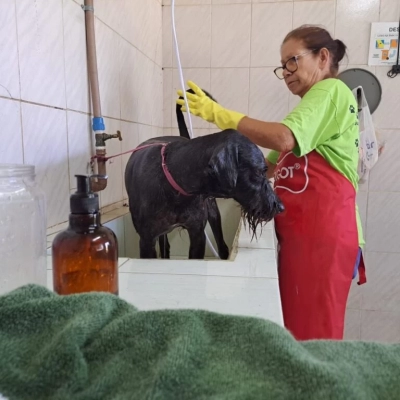 Voluntários oferecem atendimento especial aos cães do Canil Municipal de Sorocaba