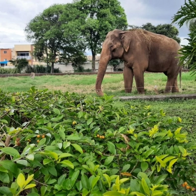 Preparação para transferência do elefante Sandro do Zoológico de Sorocaba para Santuário tem início