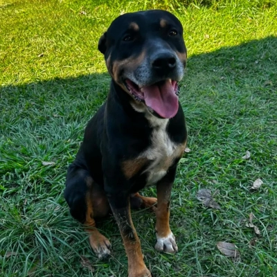 Canil Municipal de Sorocaba é aberto para adoção responsável de cães e gatos no dia 29 de agosto