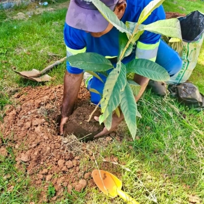Saae Sorocaba realiza plantio de 30 árvores nativas na ETA Vitória Régia