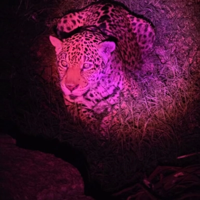 Zoológico de Sorocaba terá Visitas Monitoradas Noturnas no mês de julho