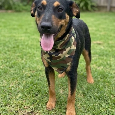 CEAGESP recebe evento de adoção de cães do Canil Municipal de Sorocaba neste sábado (24)