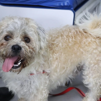 Consultório Veterinário Móvel leva saúde e bem-estar a cães e gatos de diferentes regiões de Sorocaba