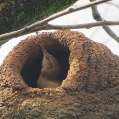 Coaves Kids tem encontro no Parque da Água Vermelha no dia 21 de fevereiro