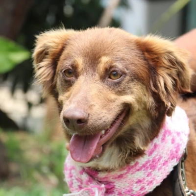 Blitz Dezembro Verde em Sorocaba trata sobre maus-tratos e abandono de animais domésticos
