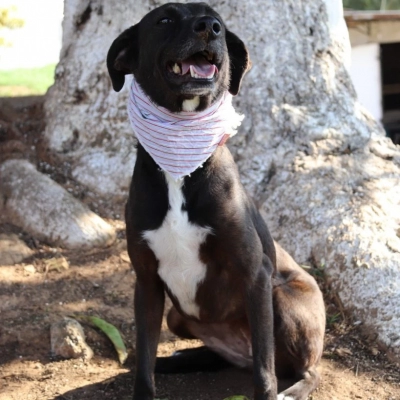 Prefeitura de Sorocaba leva feira de adoção de cães ao Carrefour Sônia Maria neste sábado (18)