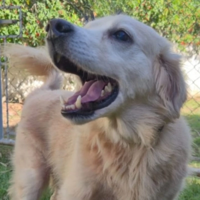 CEAGESP recebe evento de adoção de cães do Canil Municipal de Sorocaba nesta sexta (3)