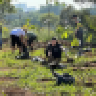 Sorocaba tem programação especial para celebrar o Dia da Árvore