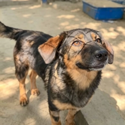 Evento de adoção de cães e gatos do Canil Municipal de Sorocaba estará no Carrefour Sônia Maria nesta sexta-feira (22)