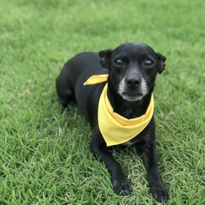 Feira de adoção de cães do Canil Municipal é realizada no Parque Campolim neste sábado (28)