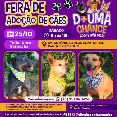 Prefeitura de Sorocaba promove dia de adoção de cães no Parque Campolim neste sábado (25)