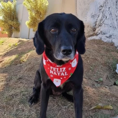 Prefeitura de Sorocaba abre inscrições para castração gratuita de cães e gatos no mês de maio