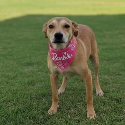 Parque das Águas recebe a feira de adoção de cães do Canil Municipal neste sábado (4)