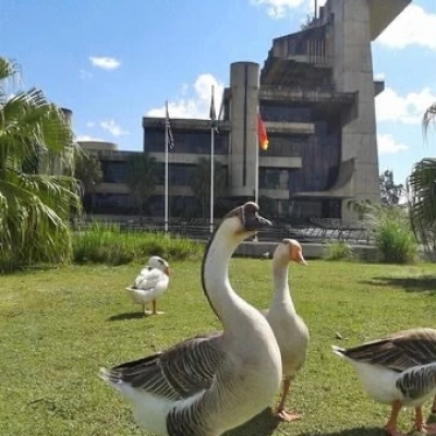 Nota – Transferência de aves do lago do Parque do Paço Municipal