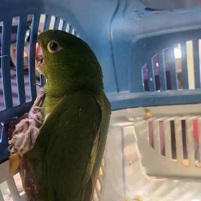 GCM resgata maritaca ferida e encaminha para atendimento especializado