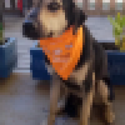 Feira de adoção de cães da Prefeitura de Sorocaba acontece no Pátio Cianê Shopping neste sábado (1)