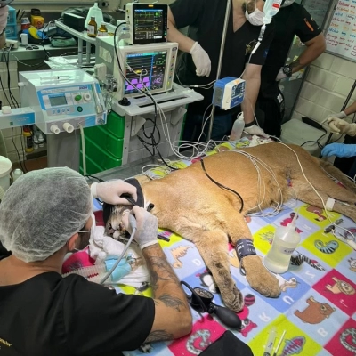 Onças e urso-de-óculos passaram por check up de rotina no Zoológico de Sorocaba