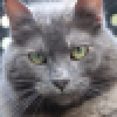 Sorocaba PET Show é atração no Parque Campolim neste domingo (8)