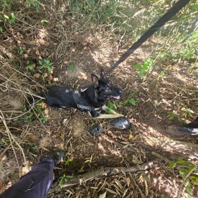 GCM apreende adolescente e 432 porções de drogas no Parque São Bento