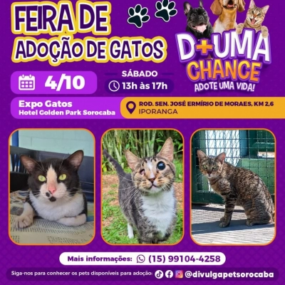 Expo Gatos terá feira de adoção de felinos abrigados pelo Canil Municipal de Sorocaba