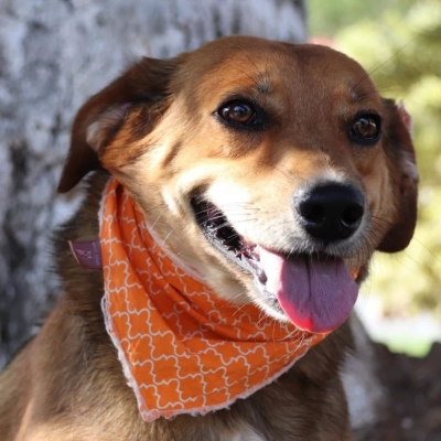 Canil Municipal da Prefeitura de Sorocaba é aberto para adoção responsável de cães e gatos no dia 25 de abril