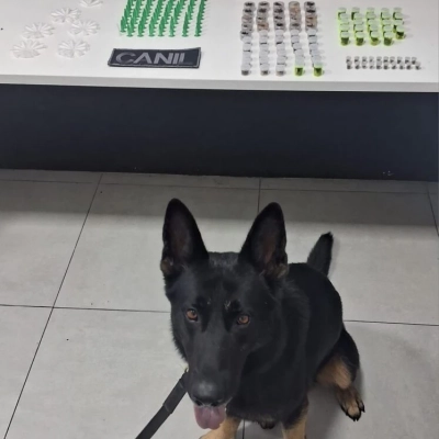 Cão farejador da GCM localiza mais de 200 porções de drogas no Parque São Bento
