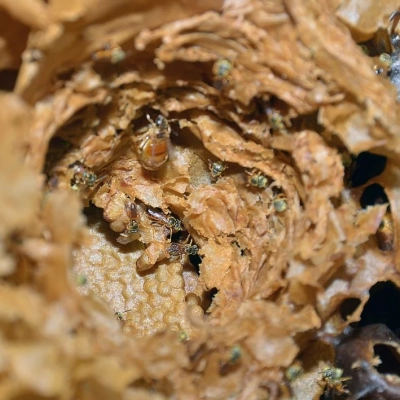 Curso gratuito no Jardim Botânico de Sorocaba ensinará como criar abelhas nativas sem ferrão