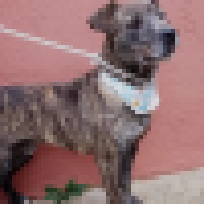 Feira de adoção de cães da Prefeitura de Sorocaba acontece no Ceagesp neste sábado (28)