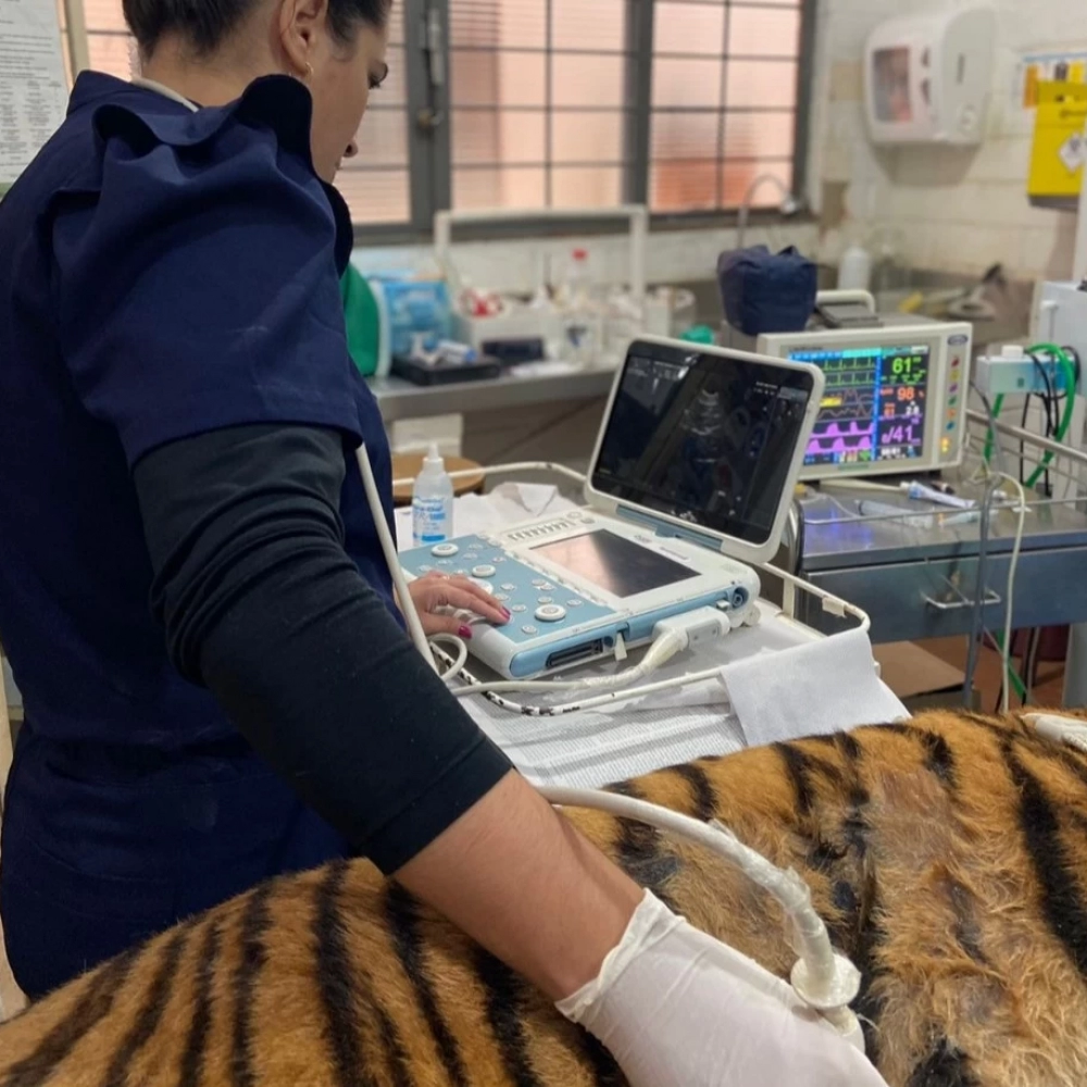 Tigresa passa por check-up de rotina no Zoológico Municipal de Sorocaba