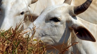 União Europeia veta compra de carne brasileira a partir de setembro