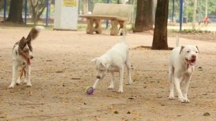 Lei torna crime exercício ilegal da medicina veterinária