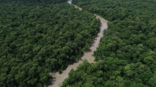 Desmatamento cai 41,8% na Amazônia e 23,8% no Cerrado em um ano