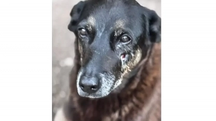 Polícia quer apreender passaporte de envolvido na morte do cão Orelha