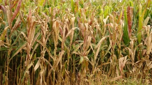 Praga do milho provoca prejuízo de R$ 33,6 bilhões por ano