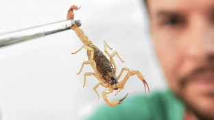 Crianças são mais vulneráveis a envenenamento por picada de escorpião