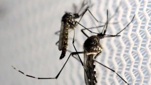 Aedes aegypti: quase metade dos municípios está em alerta ou risco