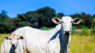 Campanha de atualização dos rebanhos segue em vigor até o dia 14 de junho no estado de SP