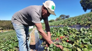Saiba como vender produção rural a órgãos públicos