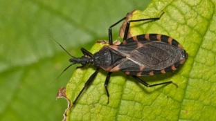 Dia Mundial da Doença de Chagas: entenda a importância da prevenção
