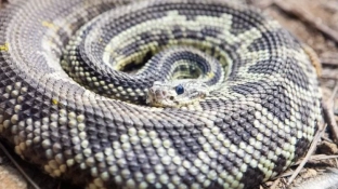 Saiba o que fazer em caso de picada por serpente