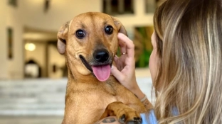 Como denunciar maus-tratos a animais à polícia sem sair de casa?