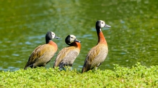 Estado de São Paulo confirma caso de gripe aviária em marreco no Parque Ibirapuera, na Zona Sul da capital