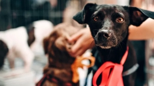 Dia do Vira-Lata: veja leis que fortalecem a proteção e o bem-estar animal