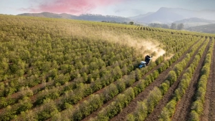 Dia mundial do café: São Paulo é destaque com rota turística e novas pesquisas