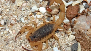 Picada de escorpião ou cobra: veja onde encontrar atendimento soroterápico em SP