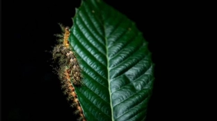 O que fazer ao encontrar uma taturana ou lagarta? Instituto Butantan orienta