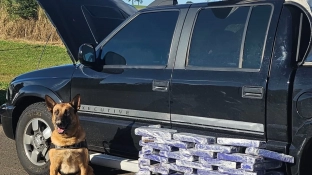 Força Tática e Canil do BAEP apreendem 74 tijolos de maconha na Castelo Branco