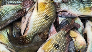 Polícia Militar Ambiental autua dupla por pesca ilegal na Represa de Itupararanga, em Alumínio